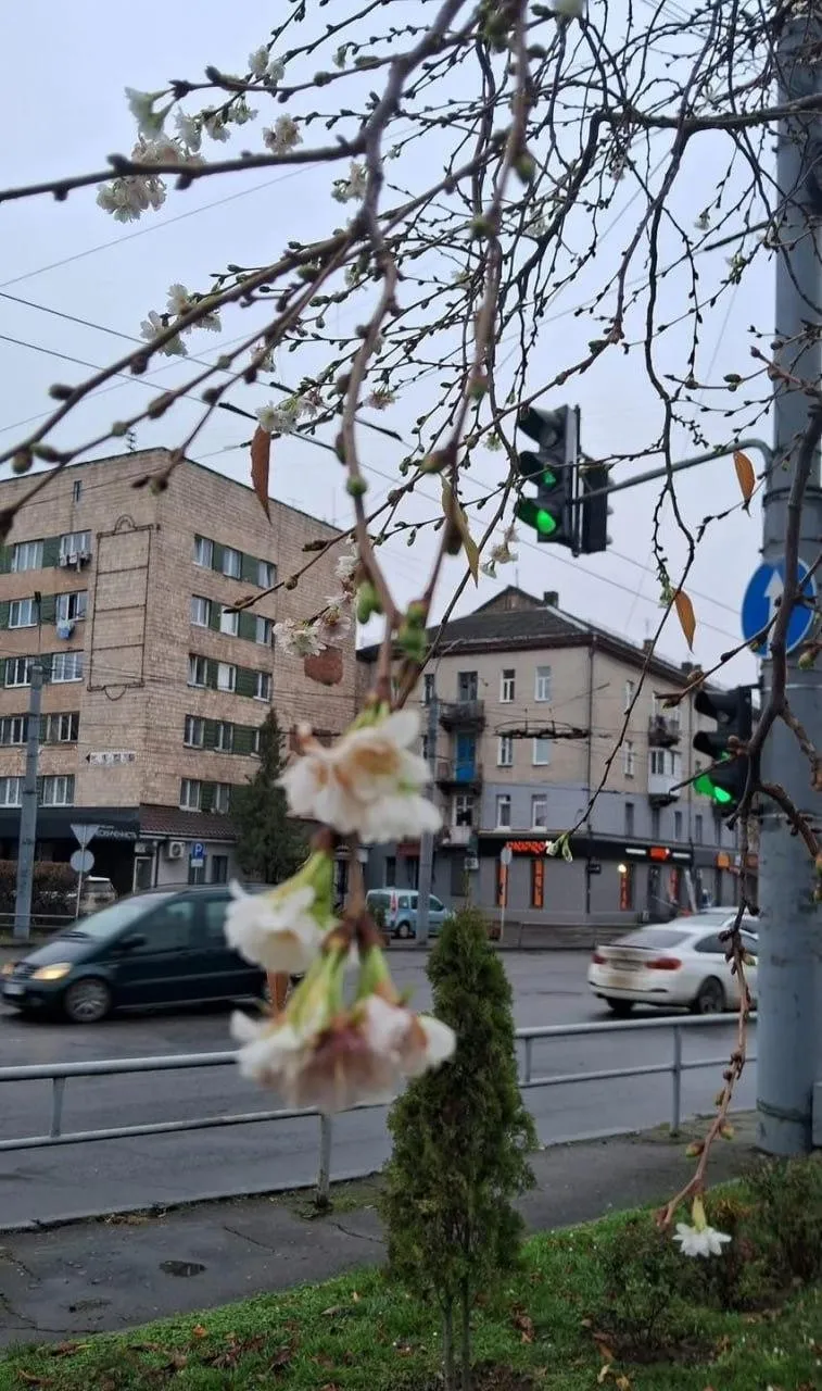 У Луцьку серед осені розквітла сакура: містяни діляться незвичними фото У Луцьку серед осені розквітла сакура: містяни діляться незвичними фото