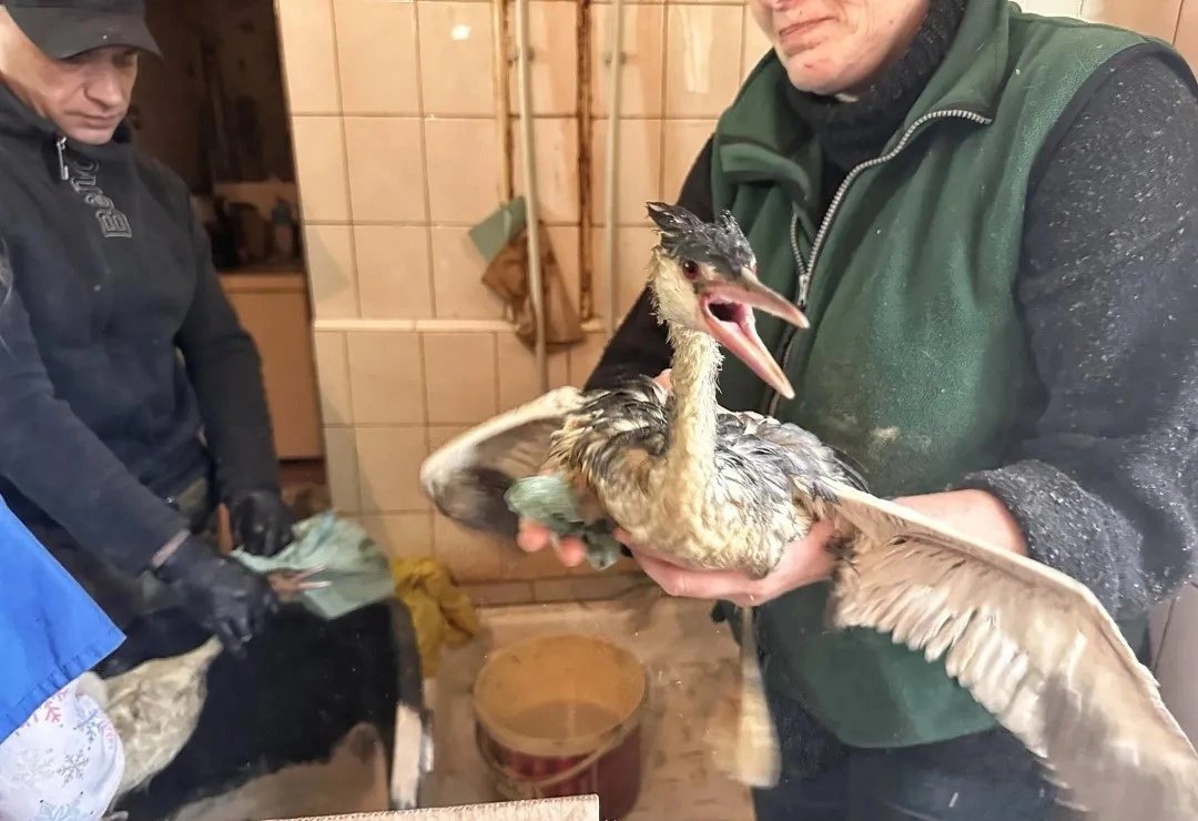 Олійна пастка для птахів: Одеський зоопарк просить містян про термінову допомогу